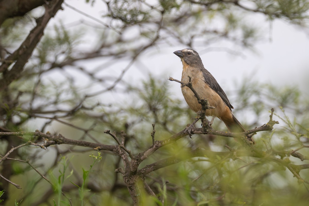 Bluish-gray Saltator - ML646664920