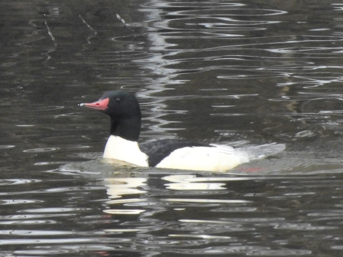 Common Merganser - ML646664923