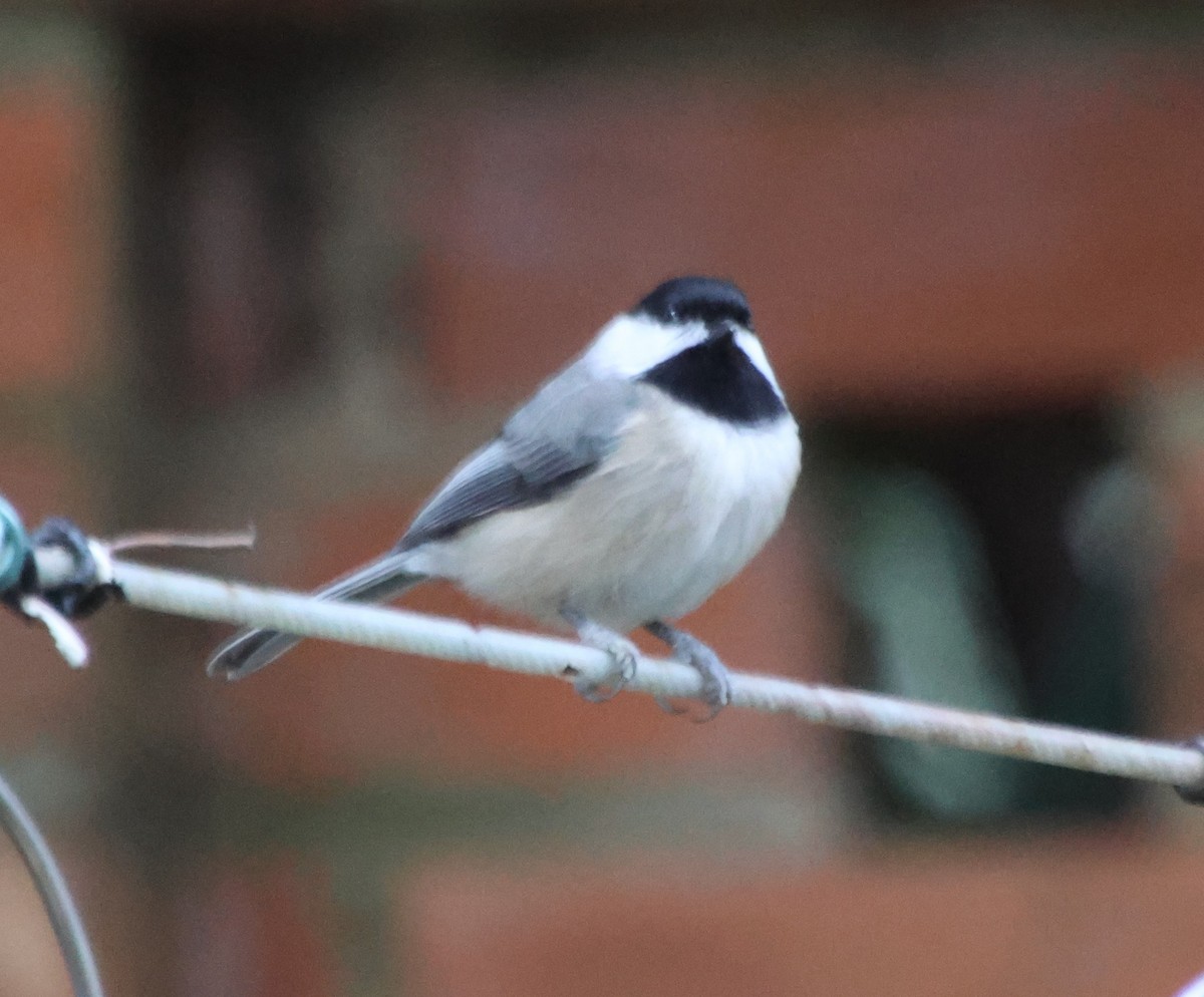 Carolina Chickadee - ML646664934