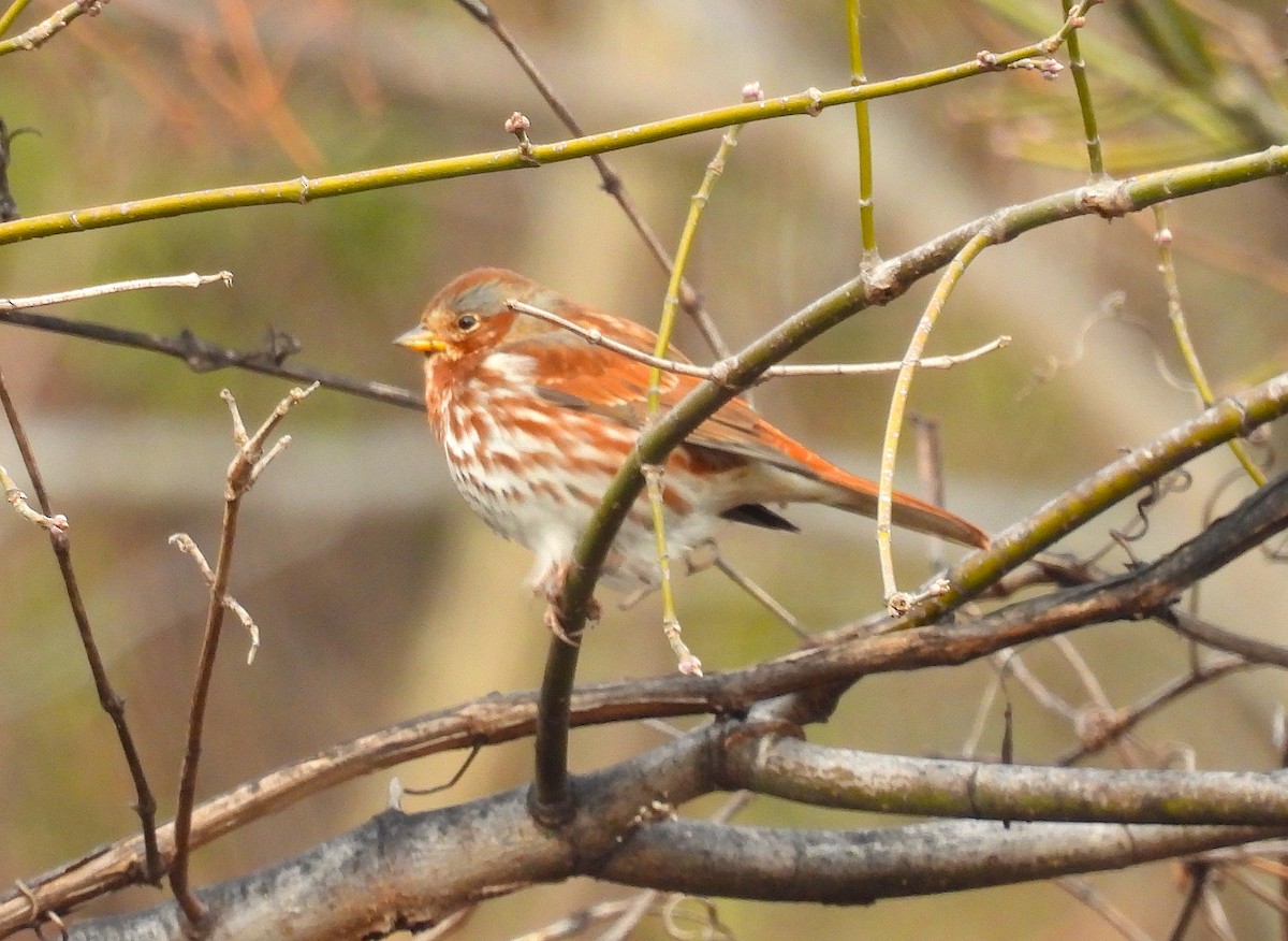 Chingolo Zorruno (iliaca/zaboria) - ML646664935
