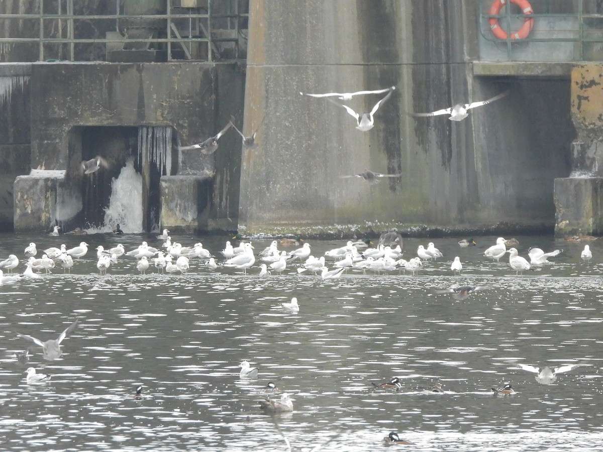 Common Merganser - ML646664936