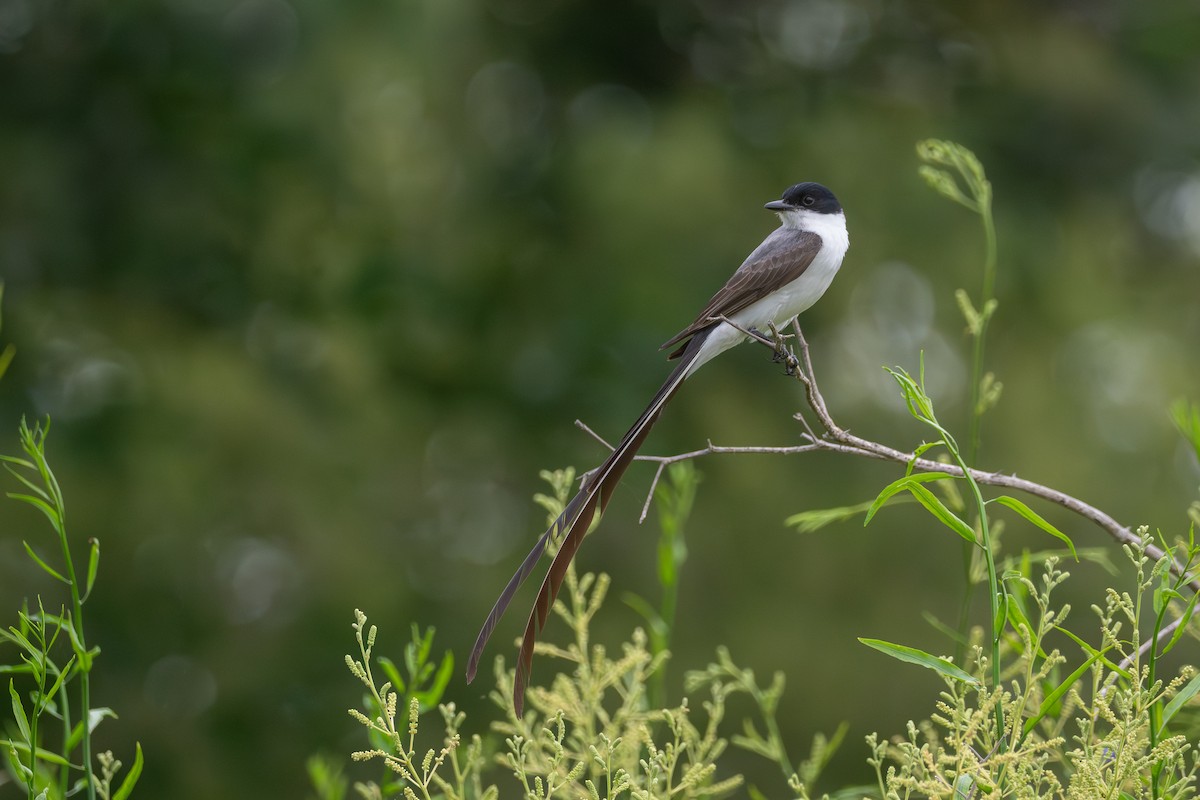 Вилохвостый тиранн - ML646664940