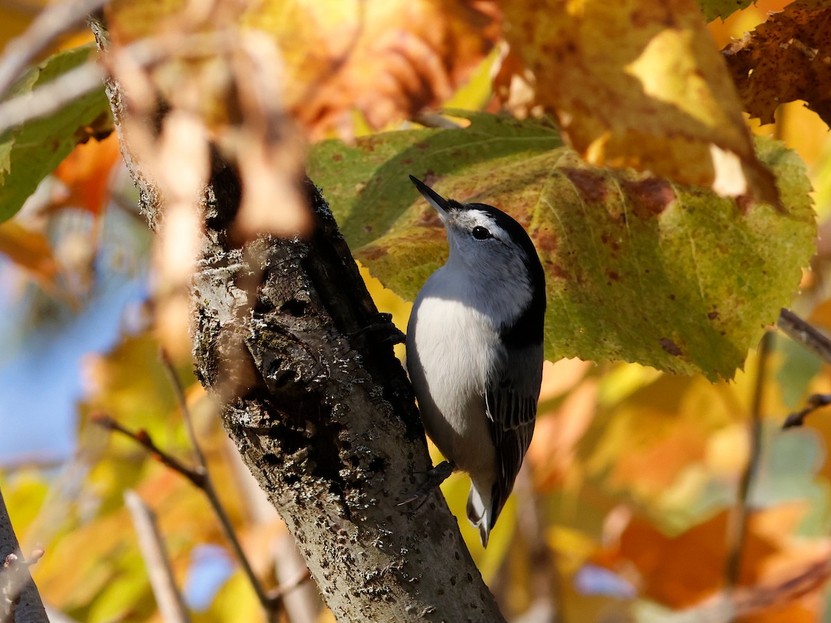 White-breasted Nuthatch - ML646664947