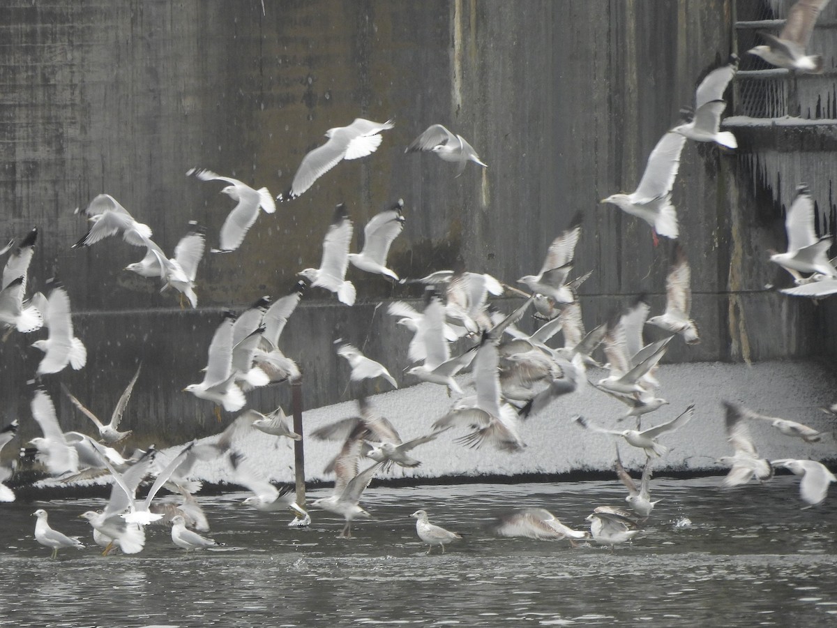 Ring-billed Gull - ML646664949