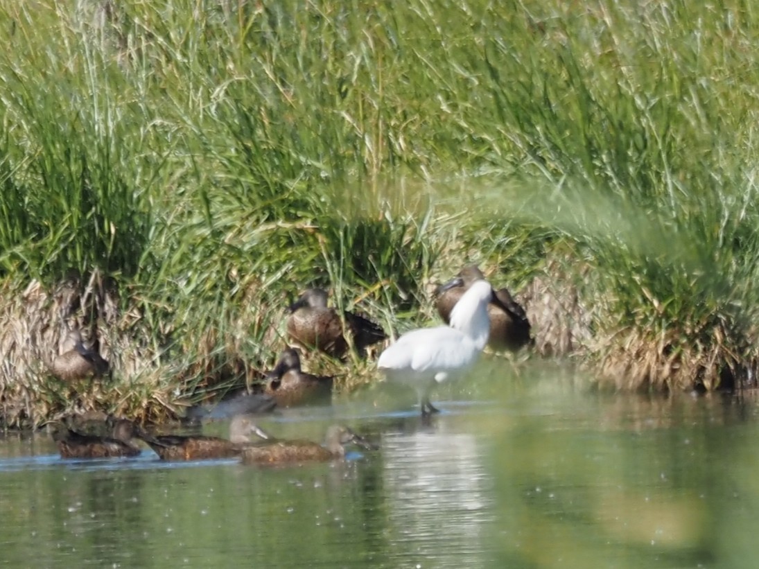 Royal Spoonbill - ML646664951