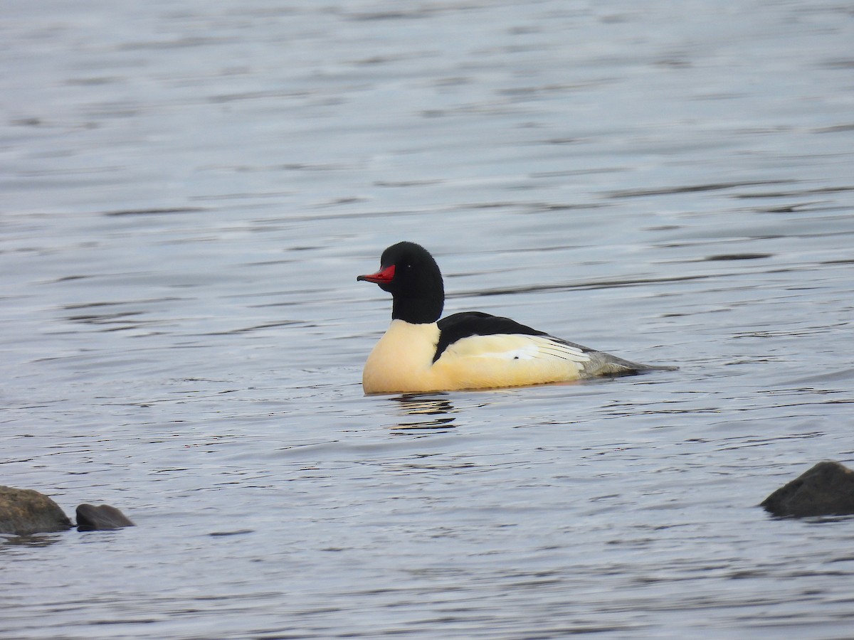 Serreta Grande - ML646664952