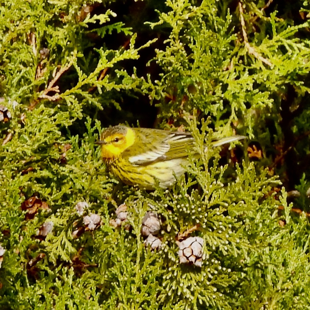 Cape May Warbler - ML646664954