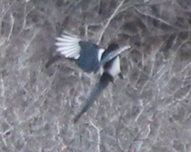 straka americká - ML646664955