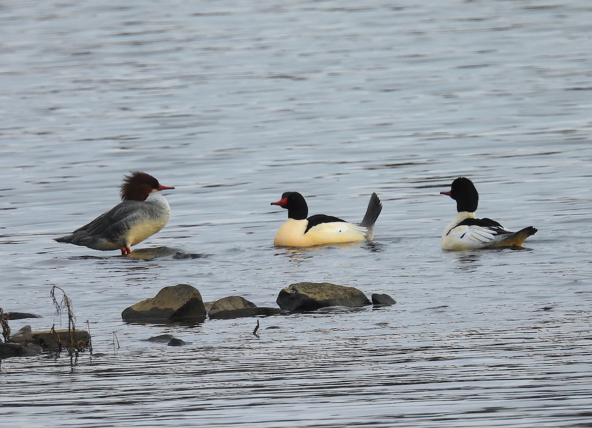 Serreta Grande - ML646664956