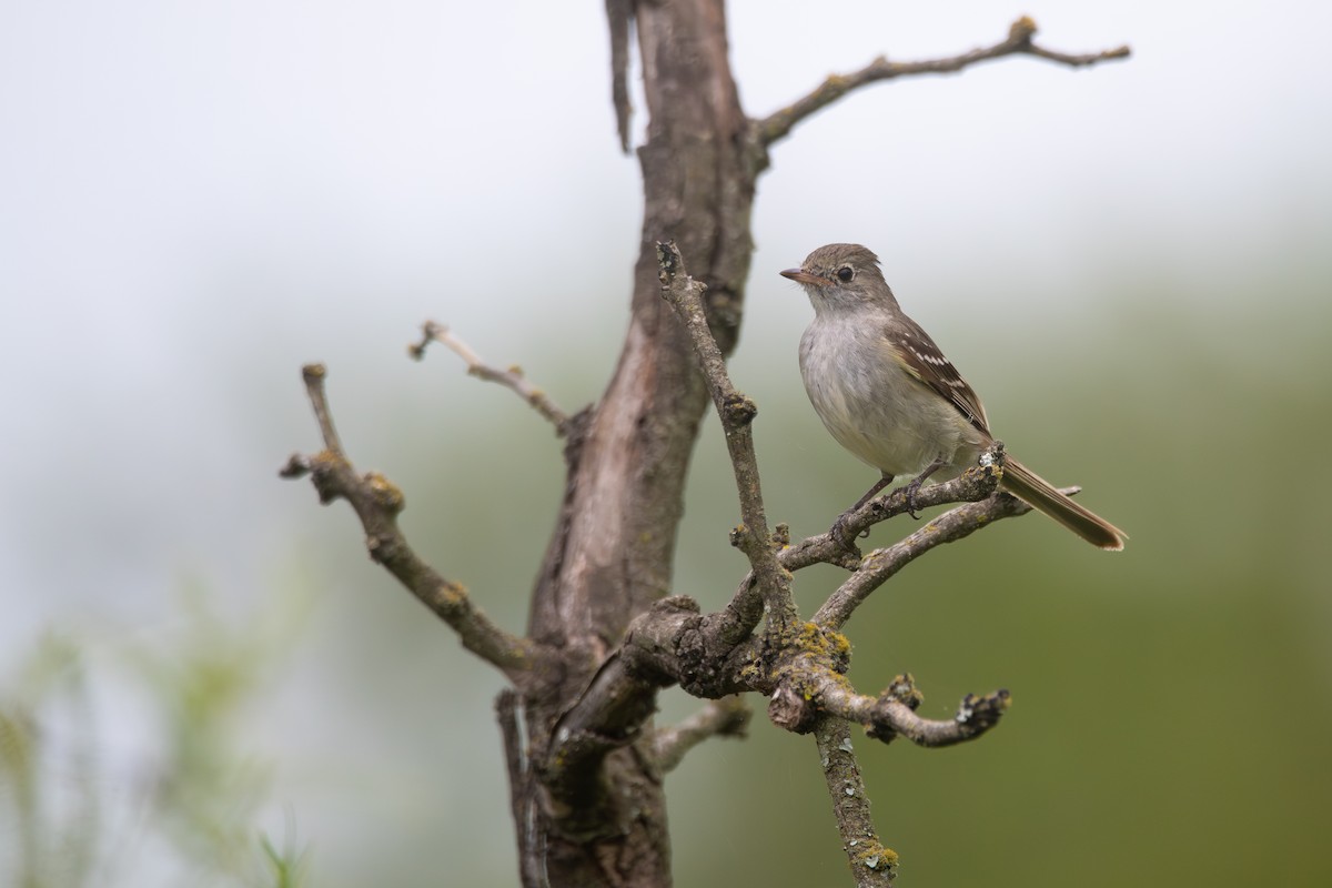 Короткоклювая эления - ML646664958