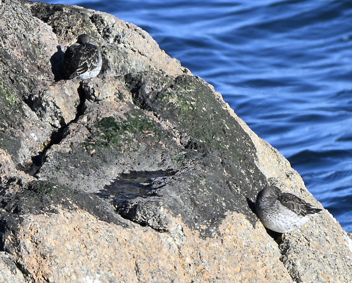 Mor Kumkuşu - ML646664959