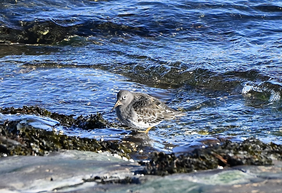 Mor Kumkuşu - ML646664960