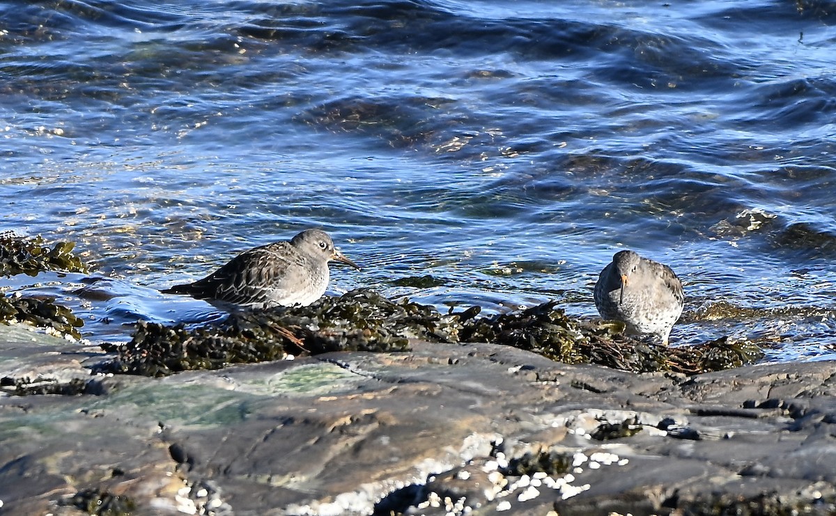 Mor Kumkuşu - ML646664961