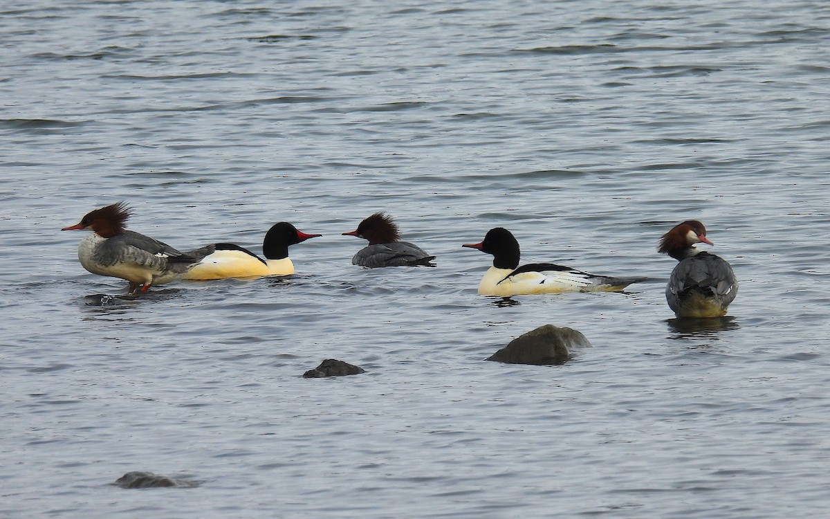 Serreta Grande - ML646664962