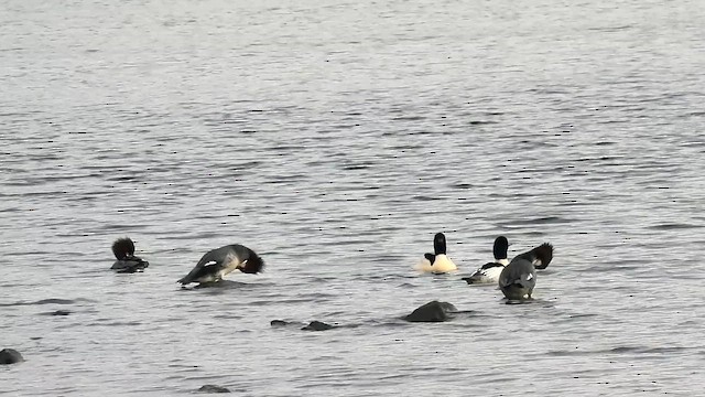 Serreta Grande - ML646664964