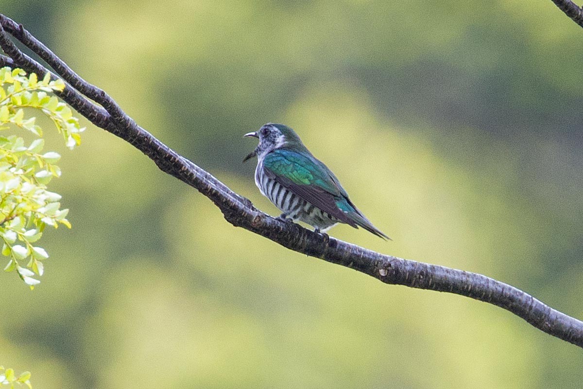 kukačka blýskavá - ML646664965