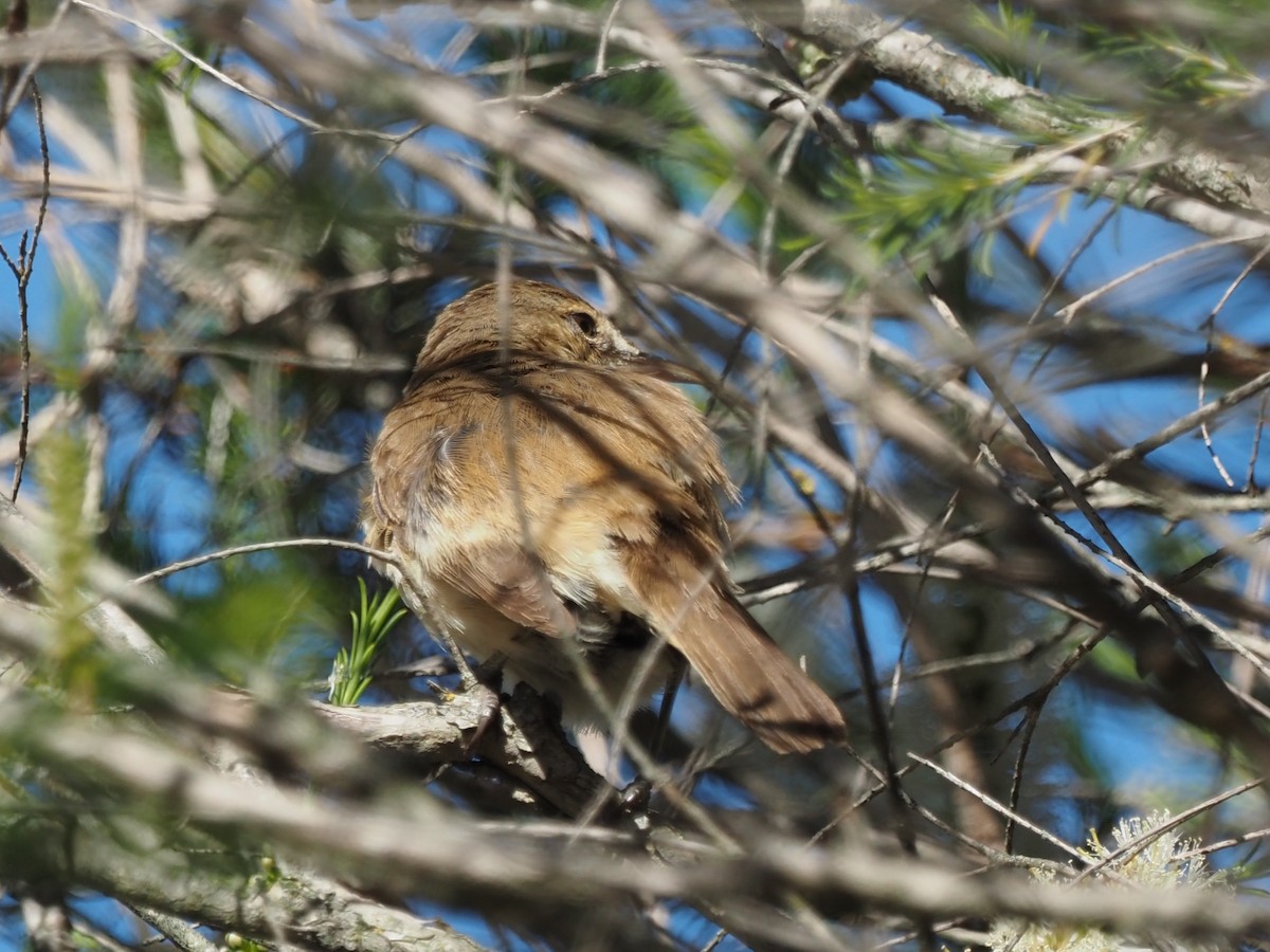 Australian Reed Warbler - ML646664968