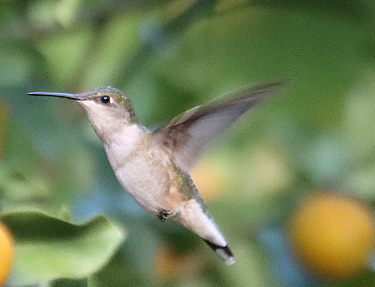 Rubinkehlkolibri - ML646664970