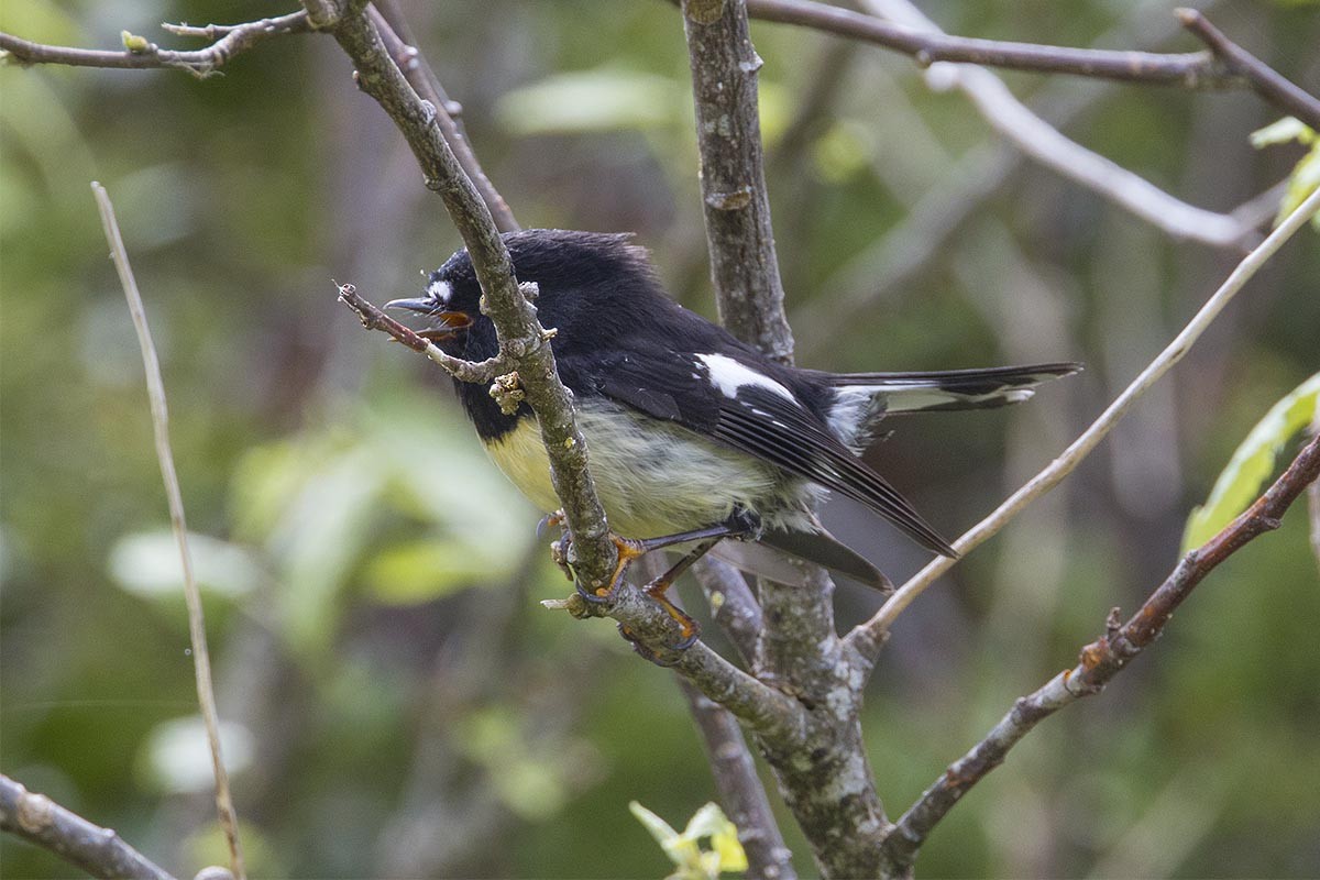 lejsčík novozélandský - ML646664971