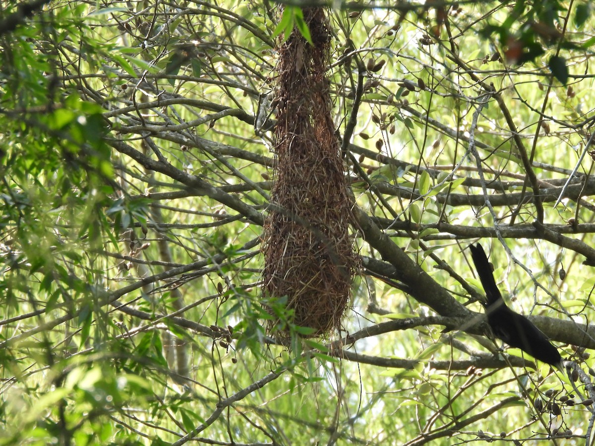 Stahlkassike - ML646664974