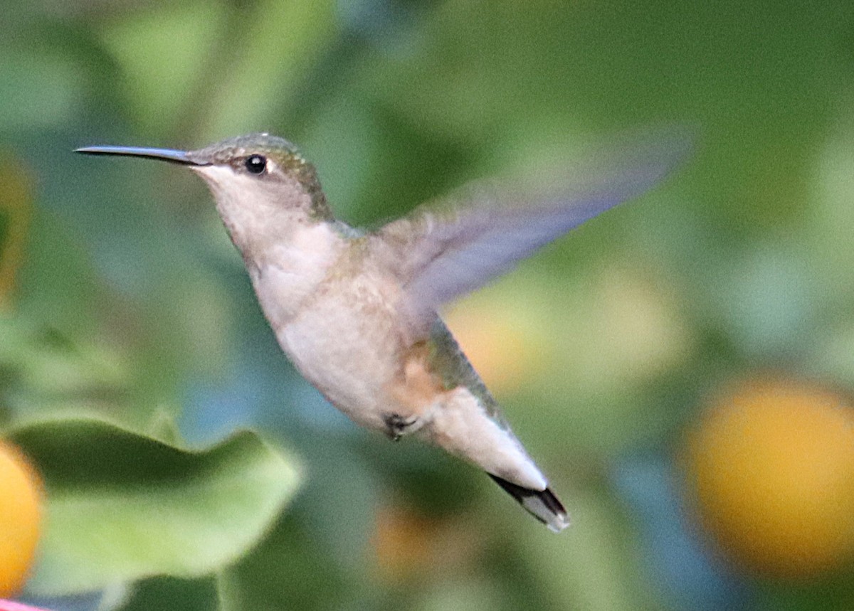 Rubinkehlkolibri - ML646664976