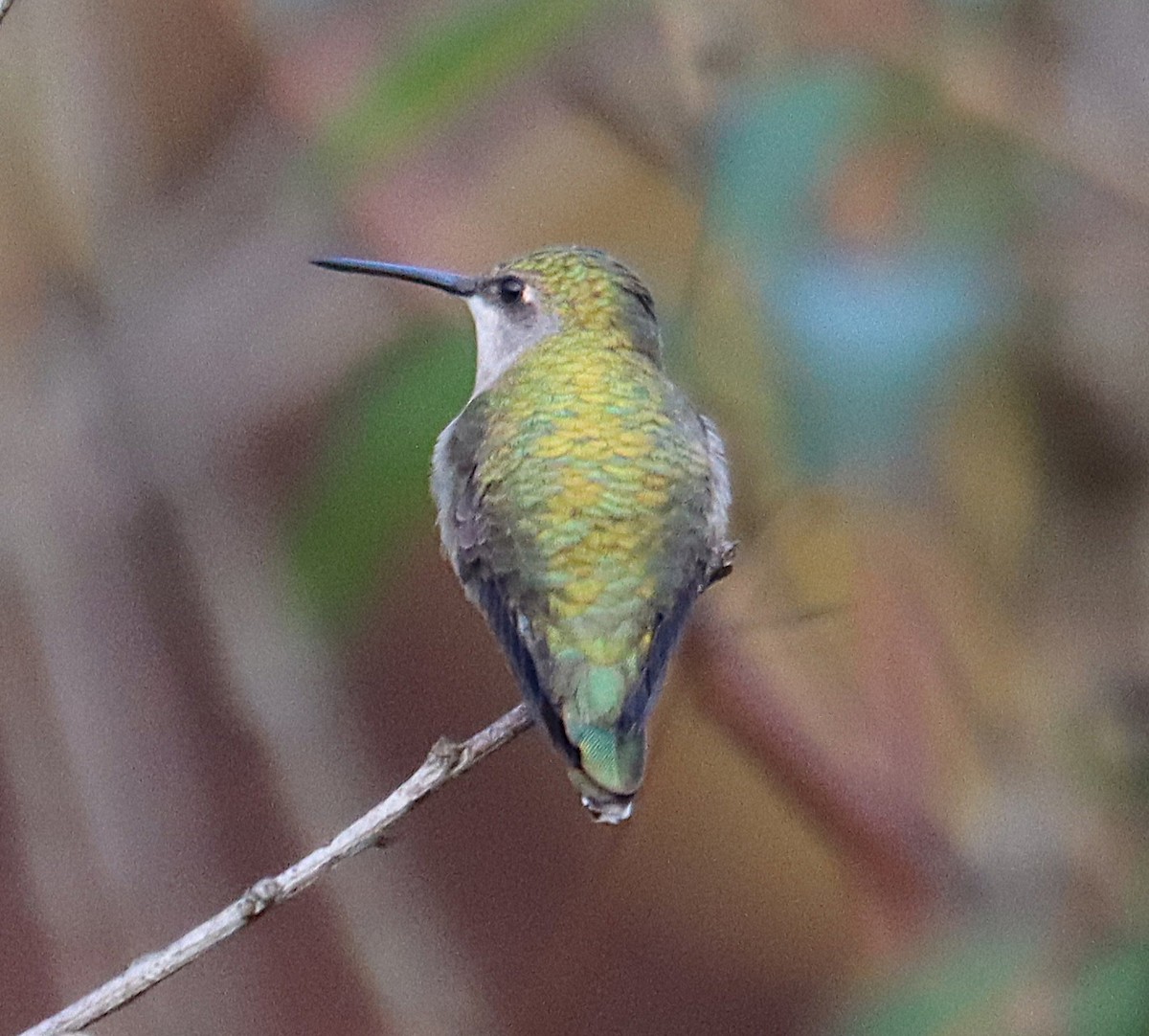 Rubinkehlkolibri - ML646664977