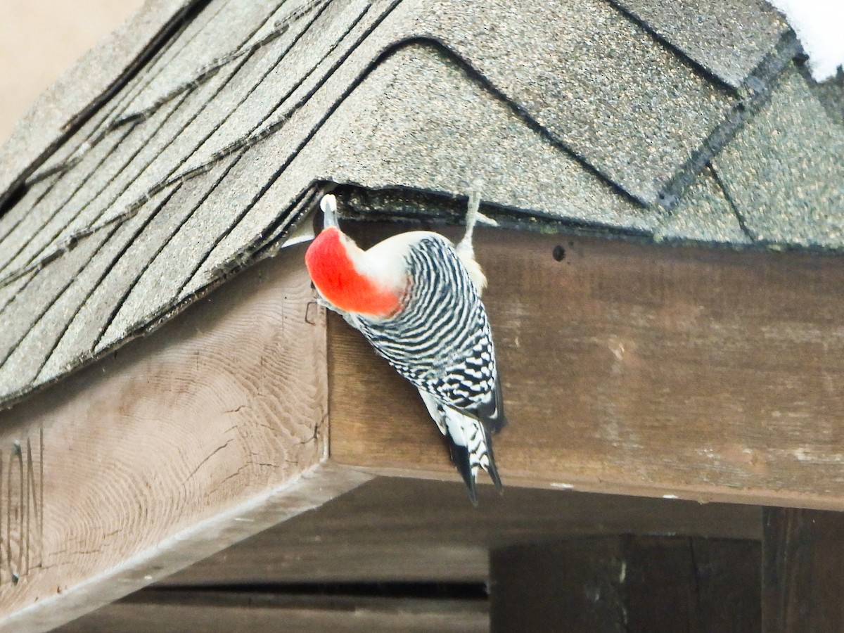 Red-bellied Woodpecker - ML646664978