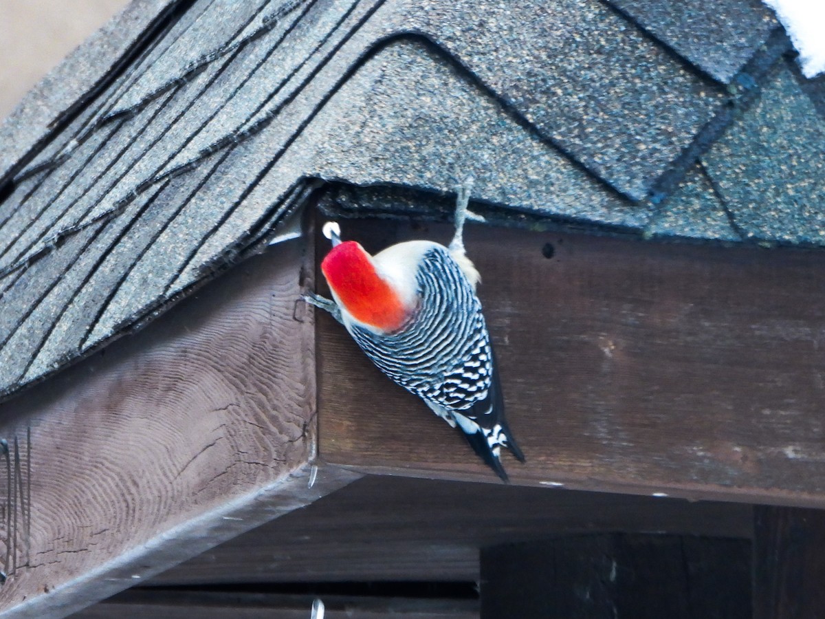 Red-bellied Woodpecker - ML646664979