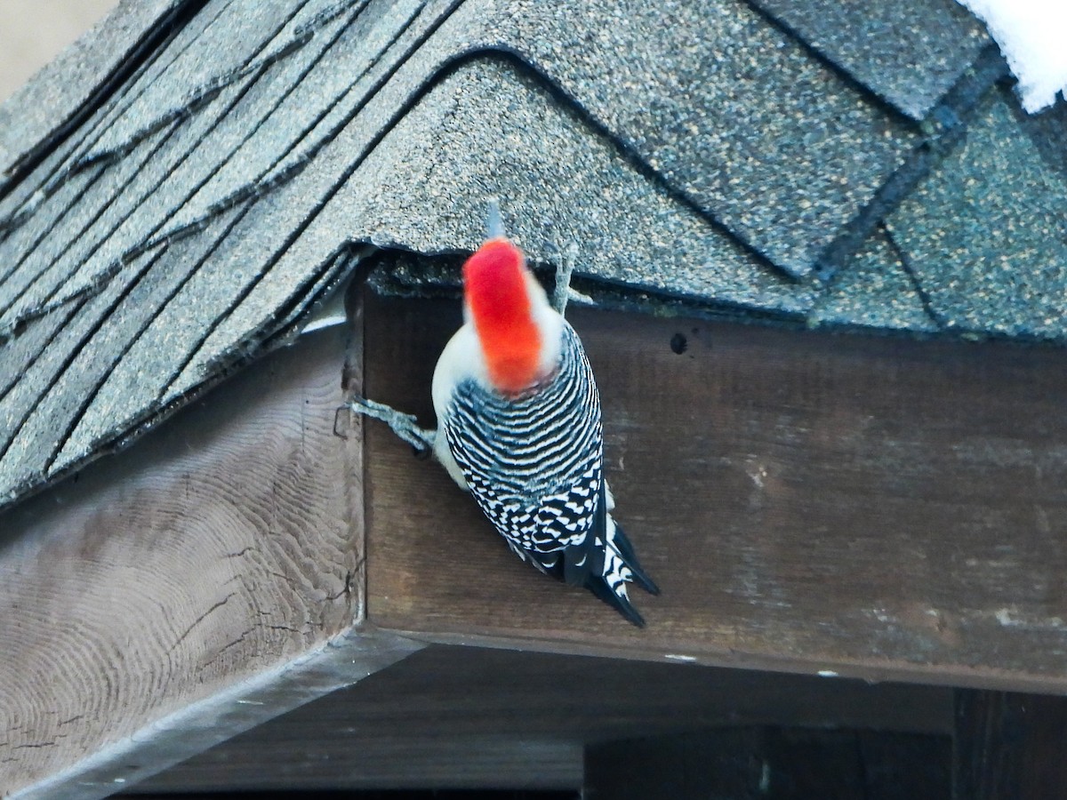 Red-bellied Woodpecker - ML646664980