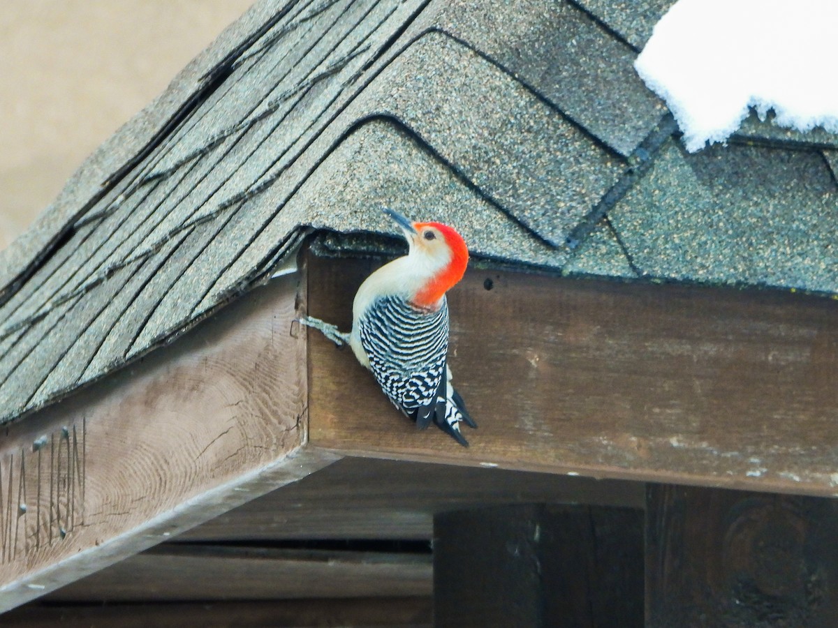 Red-bellied Woodpecker - ML646664981