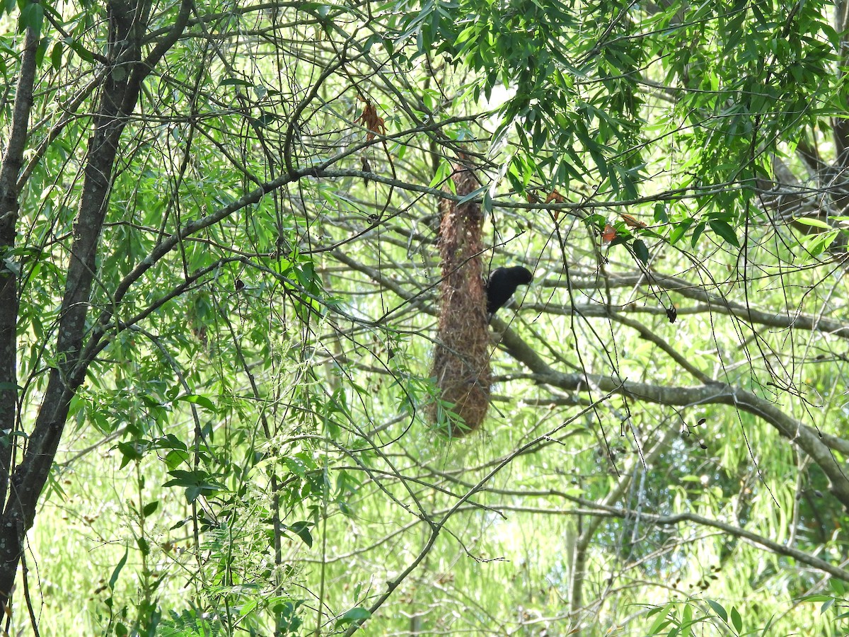 Stahlkassike - ML646664982