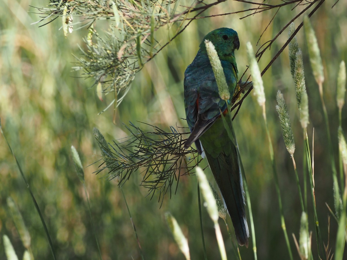 Red-rumped Parrot - ML646664984
