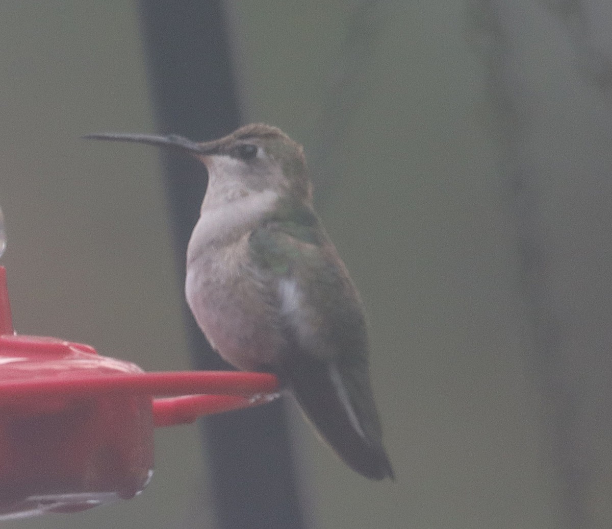 Schwarzkinnkolibri - ML646664985