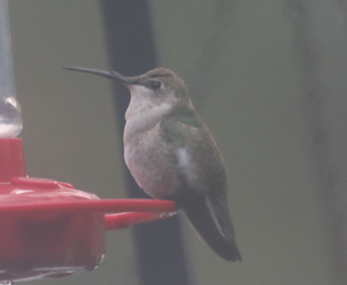 Schwarzkinnkolibri - ML646664986