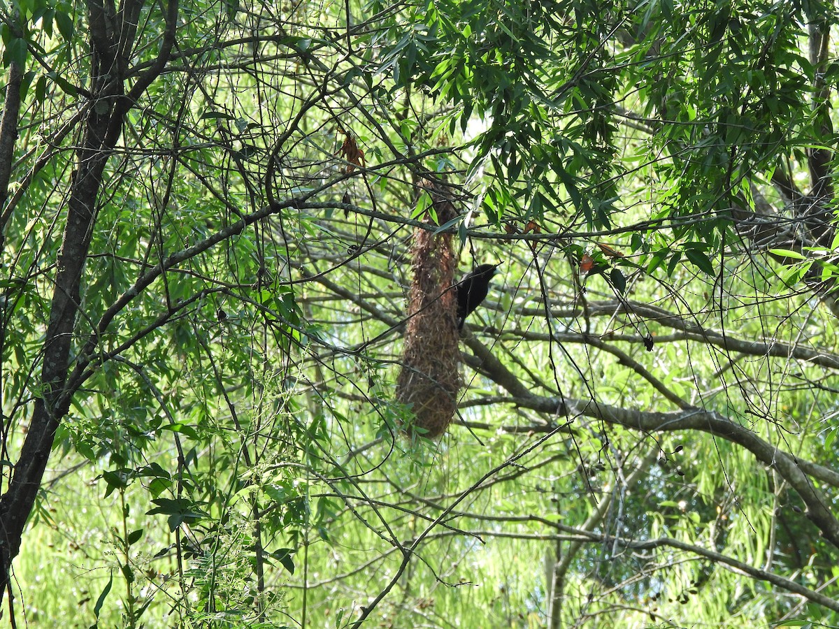 Stahlkassike - ML646664987