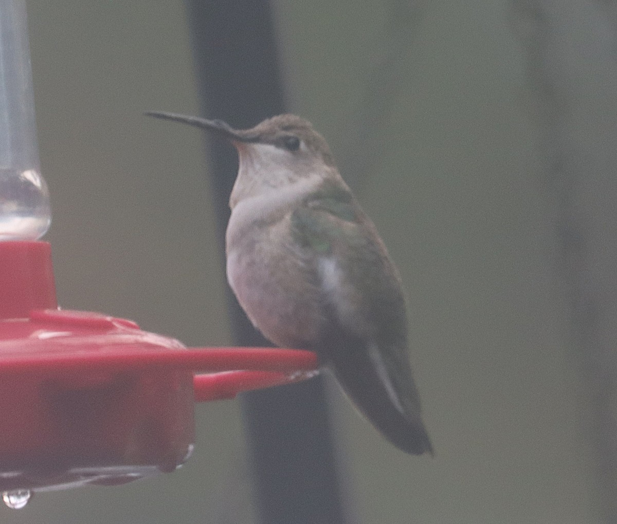 Schwarzkinnkolibri - ML646664991