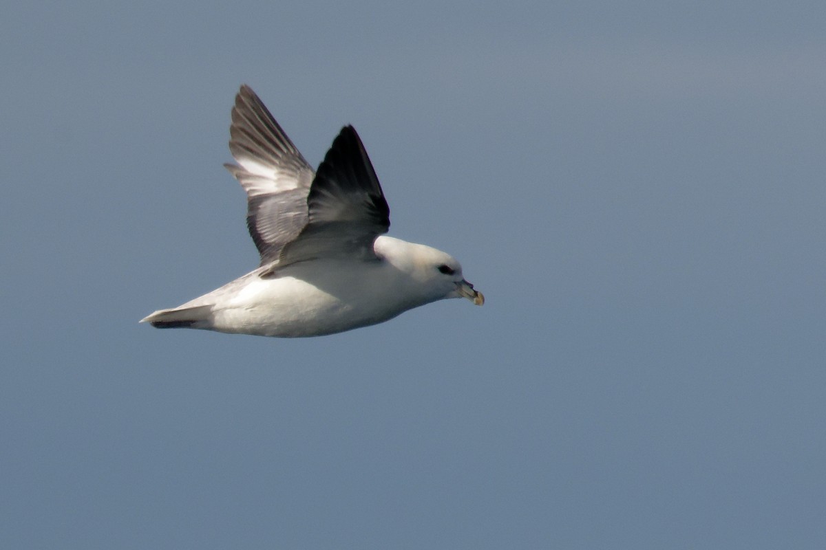 Northern Fulmar - ML646664993
