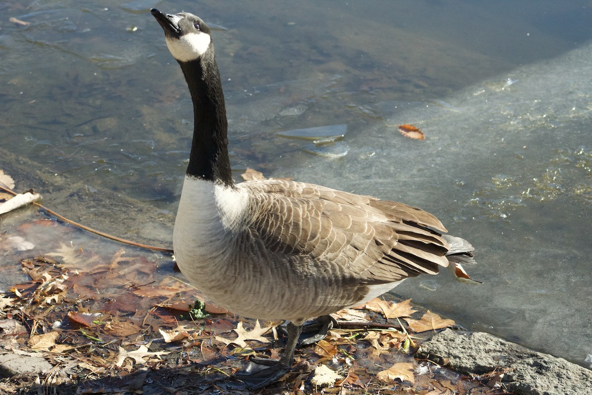 Barnacla Canadiense Grande - ML646664994