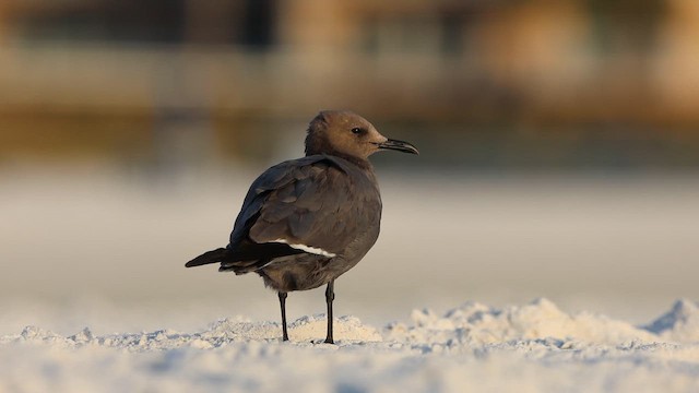 Gray Gull - ML646664996