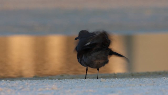 Gray Gull - ML646664998