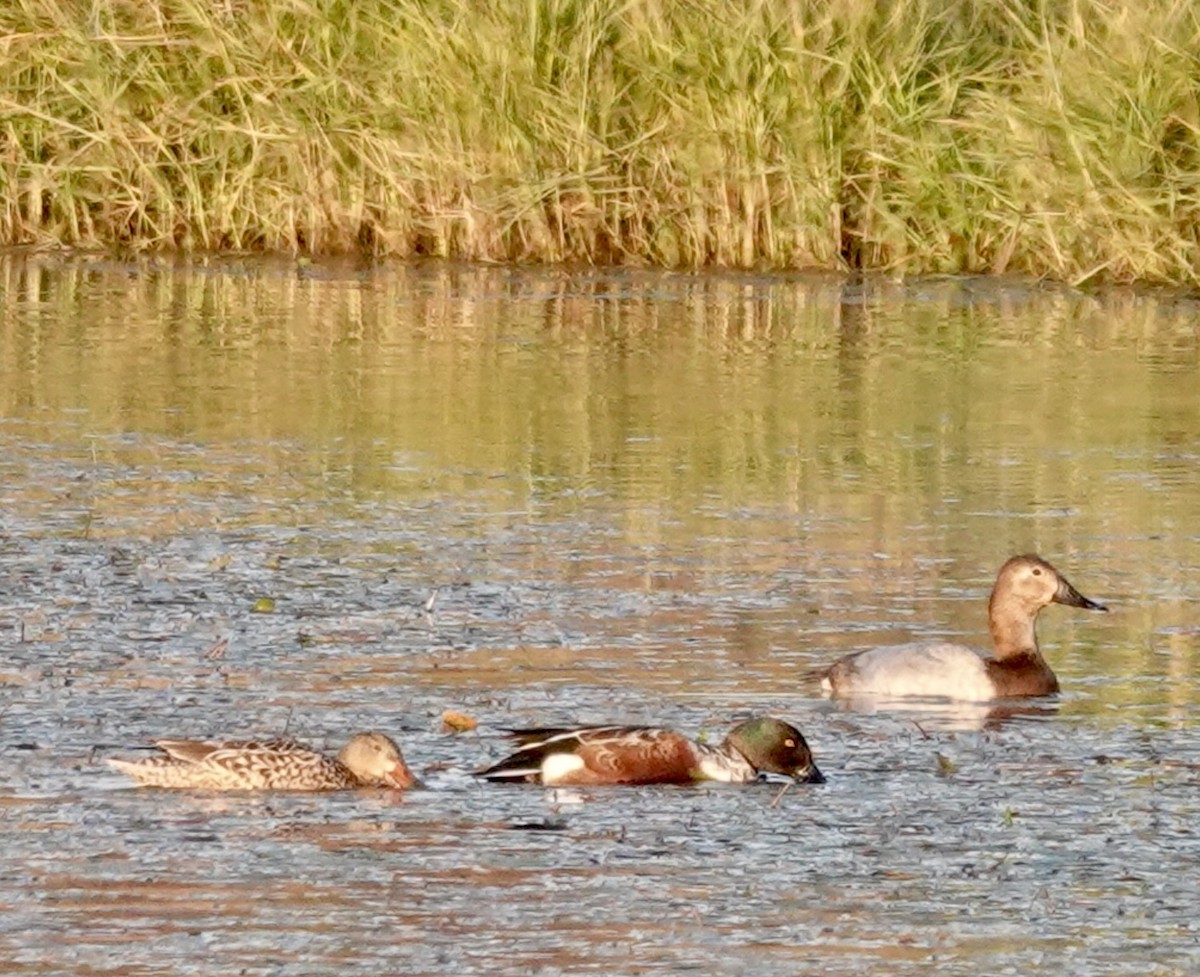 Халбага нугас - ML646665002