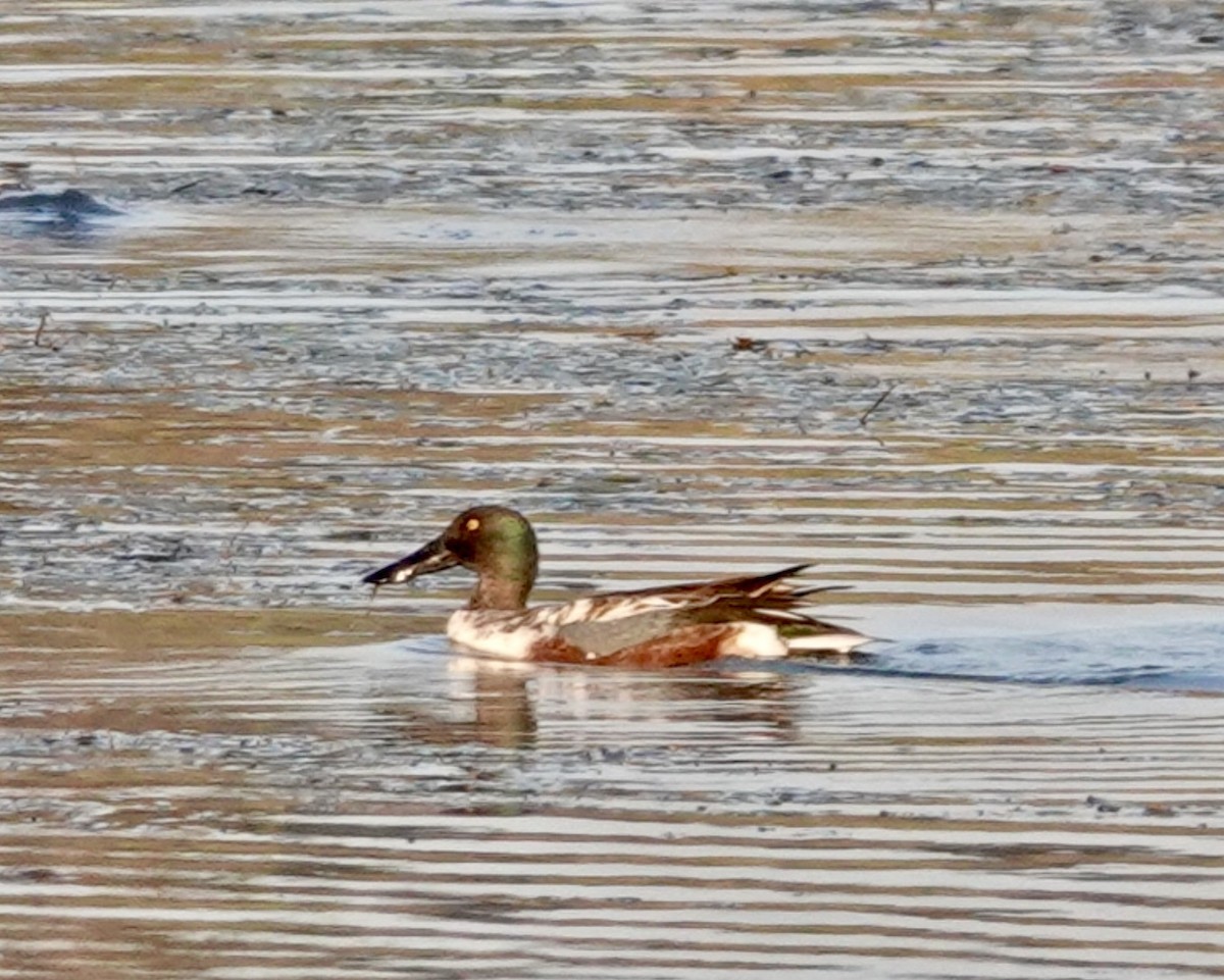 Халбага нугас - ML646665005