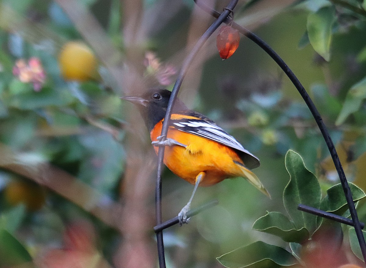 Baltimoretrupial - ML646665006