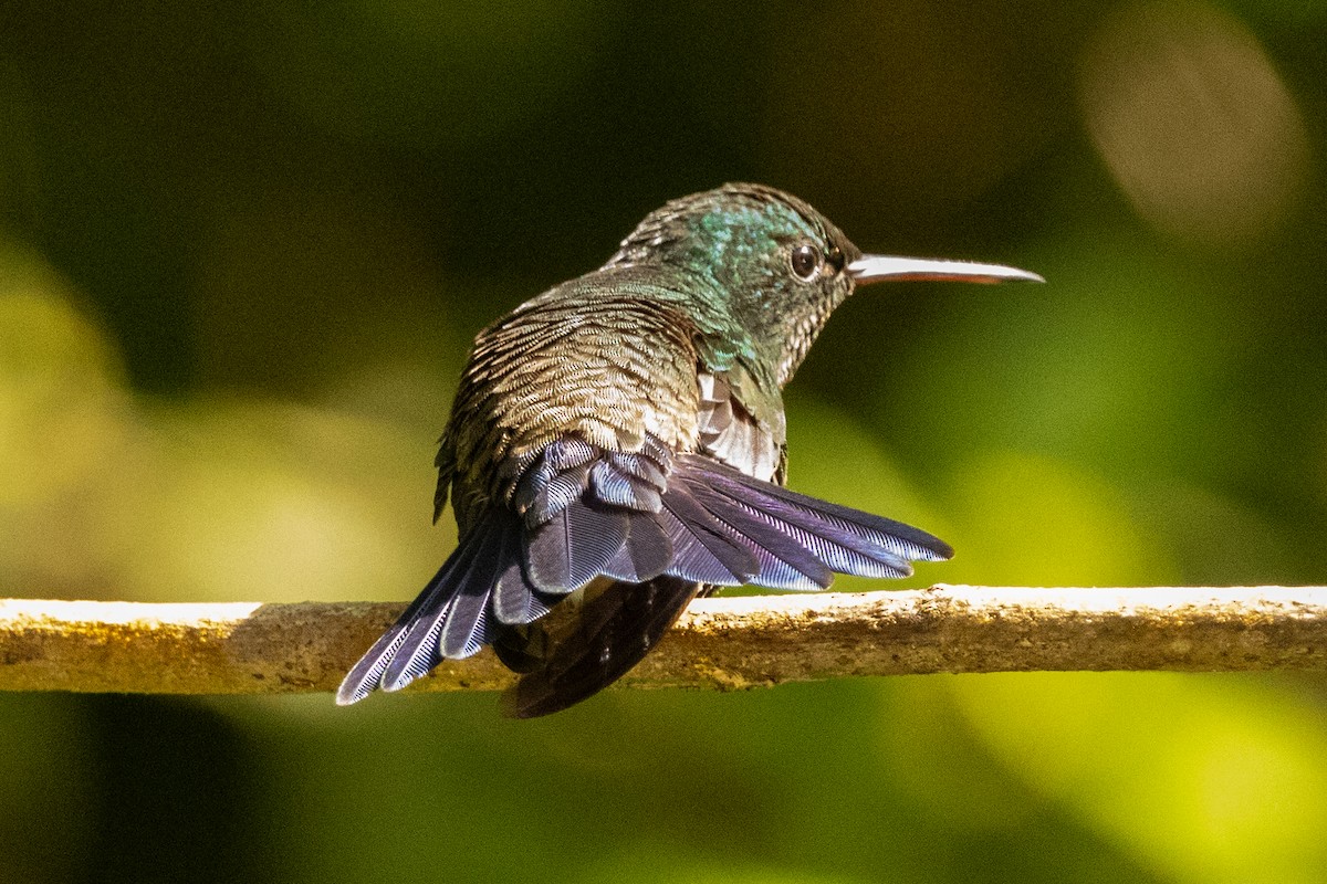 Steely-vented Hummingbird - ML646665018