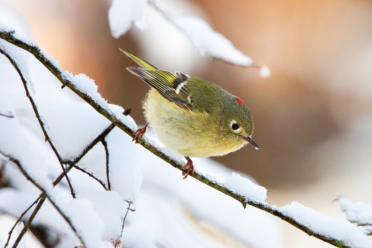 Ruby-crowned Kinglet - ML646665019