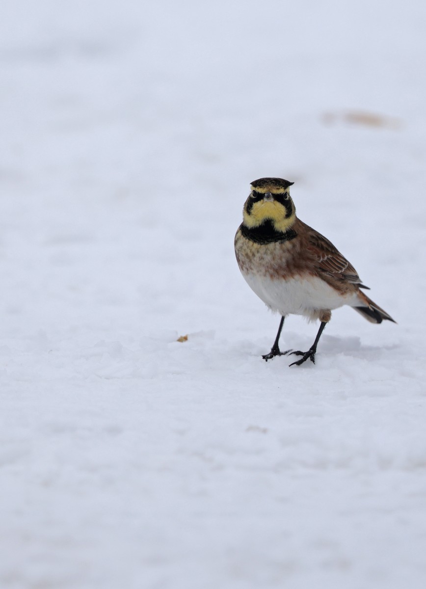 Horned Lark - ML646665022