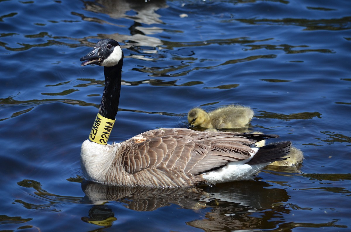 Barnacla Canadiense Grande - ML646665023