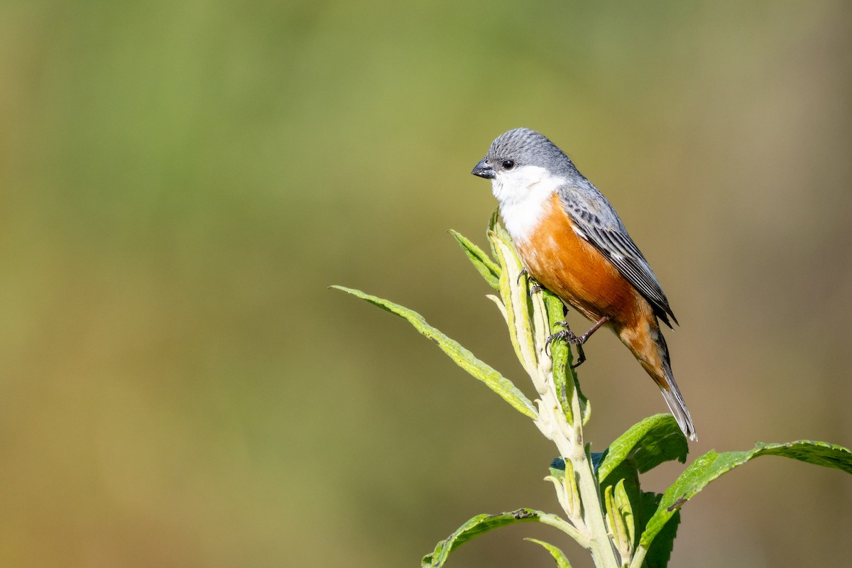 Sumpfspelzer - ML646665024