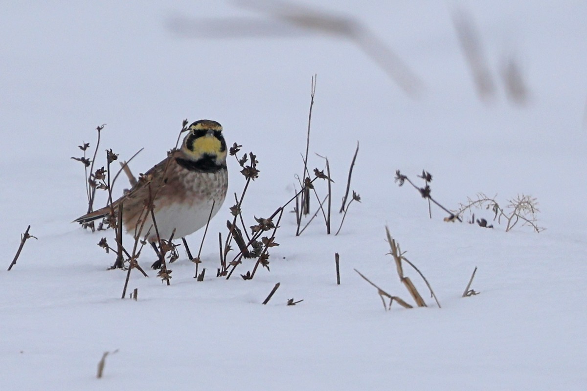 Horned Lark - ML646665027