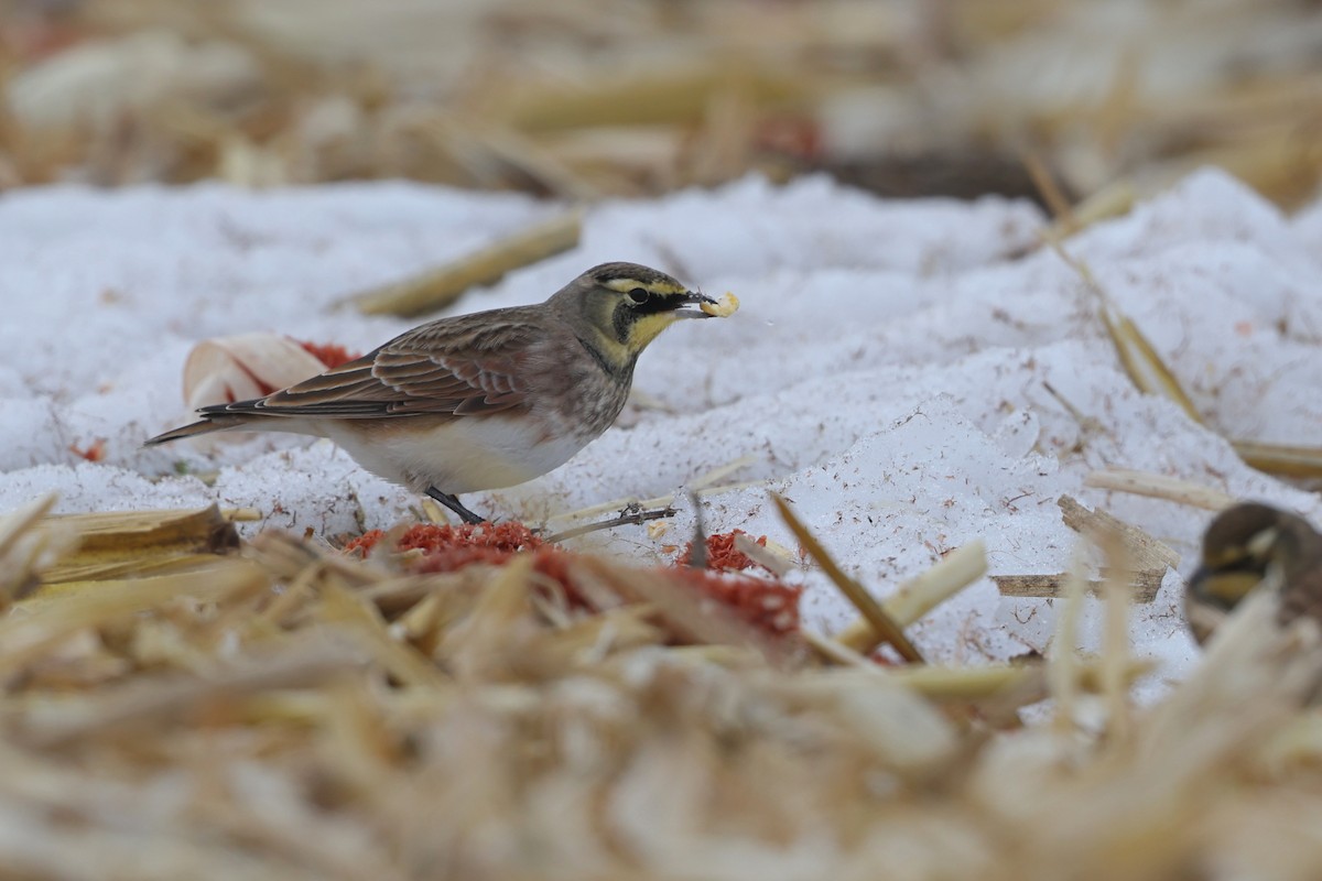 Horned Lark - ML646665029